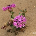 Kugelkopf-Flockenblume (Centaurea sphaerocephala)